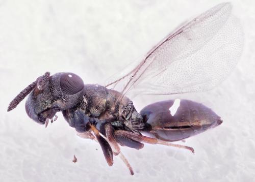 Cyclogastrella simplex
